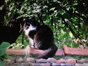 Gatto norvegese bianco e nero sul tetto