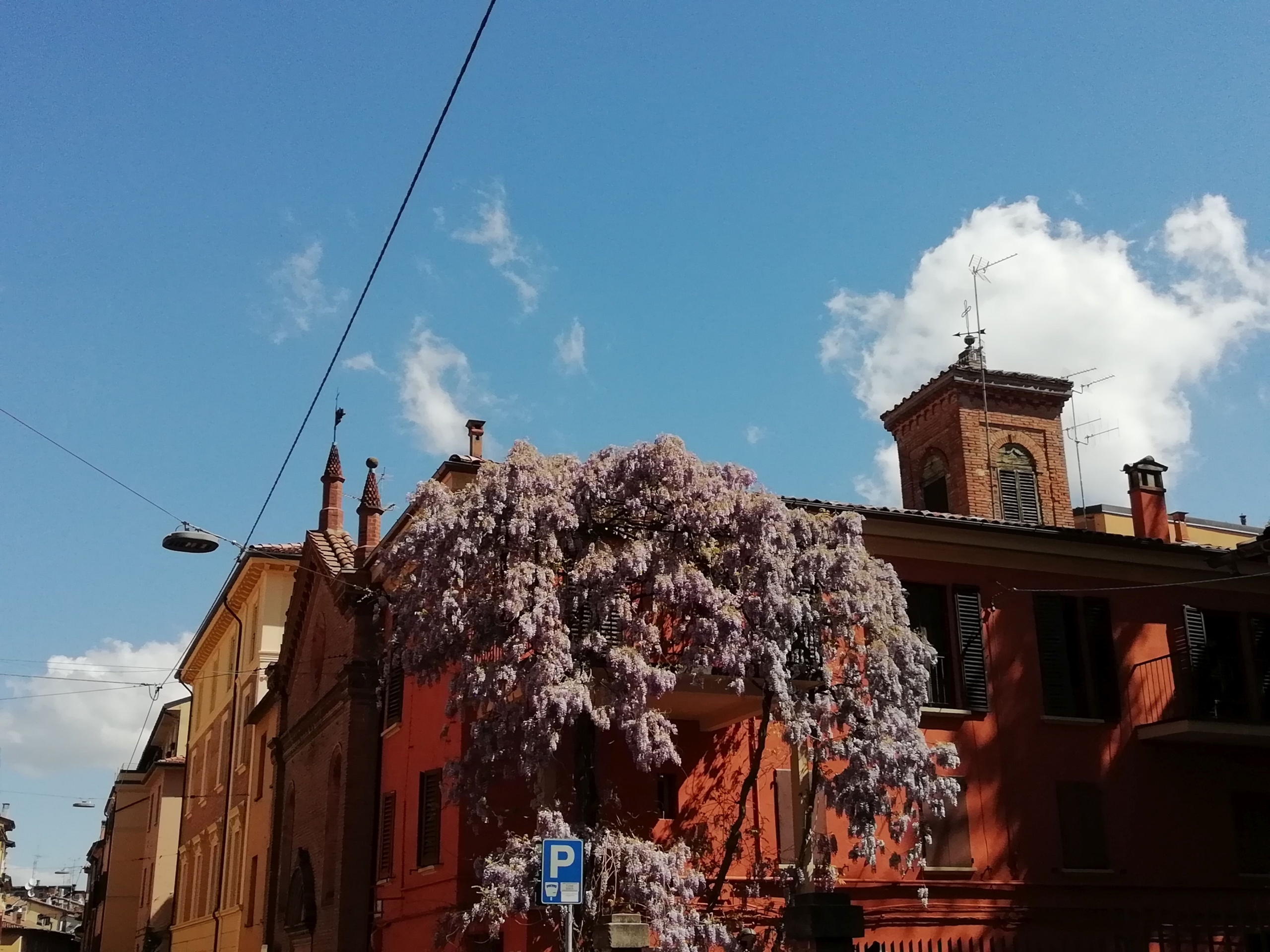 glicine fiorito in via degli angeli in una giornata di sole