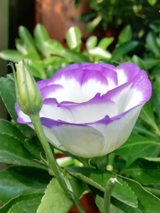 eustoma bianca bordata di viola